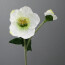 Kunstpflanze Christrose 6er Set, Farbe weiß, Höhe ca. 44 cm