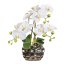 Kunstpflanze Phalenopsis (Orchidee), Farbe weiß, inkl. silberfarbener Ovalvase, Höhe 30 cm