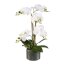 Kunstpflanze Mini-Phalenopsis (Orchidee), Farbe weiß, im Keramik-Topf, Höhe 38 cm