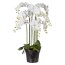 Kunstpflanze Phalenopsis (Orchidee), Farbe weiß, mit schwarzem Kunststoff-Topf, Höhe 110 cm