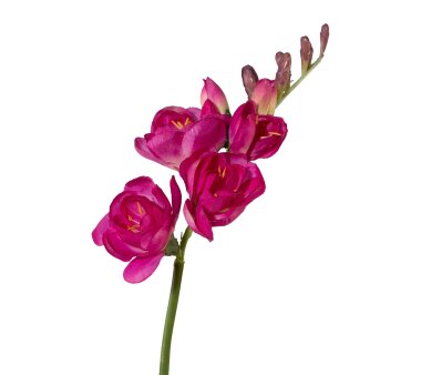 Kunstblume Freesie, 5er Set, Farbe pink, Höhe ca. 50 cm