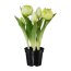 Kunstpflanze Tulpen gefüllt, Farbe weiß, mit schwarzem Kunststoff-Topf, Höhe ca. 25 cm