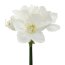 Kunstblume Amaryllis, 3er Set, Farbe weiß, Höhe ca. 66 cm
