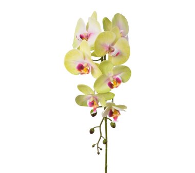 Kunstblume Phalenopsis (Orchidee), 2er Set, Farbe...