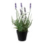Kunstpflanze Lavendel, 3er Set, Farbe lila, im Topf, Höhe ca. 25 cm