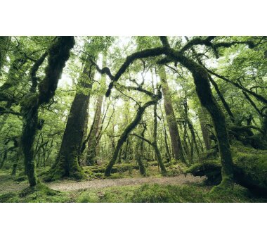 Vlies-Fototapete KOMAR, Wanderlust ANCIENT GREEN, Digitaldruck, 9 Bahnen, BxH 450 x 280 cm