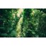 Vlies-Fototapete KOMAR, Wanderlust GREEN LEAVES Digitaldruck, 9 Bahnen, BxH 450 x 280 cm