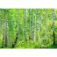 Vlies Fototapete no. 7 | Birch Forest Wald Tapete Birkenwald Bäume Wald Sonne Birkenhain Birke Birken Gras Natur Baum grün