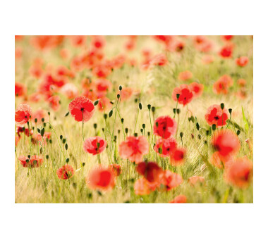 Vlies Fototapete no. 70 | Dream of Poppies Blumen Tapete...