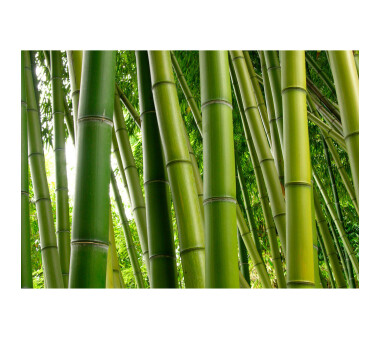Vlies Fototapete no. 75 | Paradies of Bamboo Bambus...