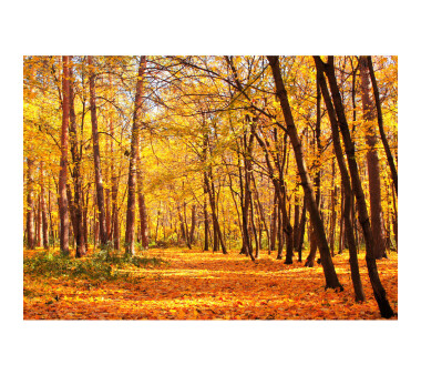 Vlies Fototapete no. 84 | Autumn Forest Wald Tapete...
