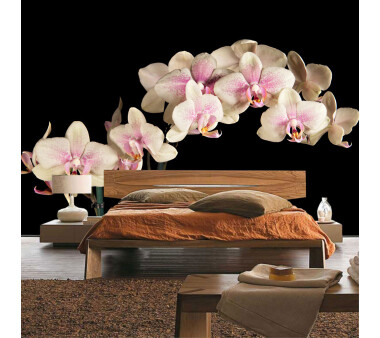 Vlies Fototapete no. 104 | Creamy OrchidOrnamente Tapete Orchidee Blumen Blumenranke Rosa Pink Natur Pflanzen rosa
