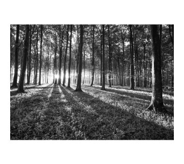 Vlies Fototapete no. 642 | Wald Tapete Sonnenuntergang Wald Bäume Wiese grau
