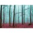 Vlies Fototapete no. 818 | Wald Tapete Bäume Laub Herbst Nebel blau