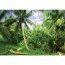 Vlies Fototapete no. 4485 | Natur Tapete Palmen Strand Tropisch Ausblick Pflanzen grün