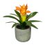 Kunstpflanze Guzmania, Farbe orange, im Zement-Topf, 2er Set, Höhe ca. 17 cm