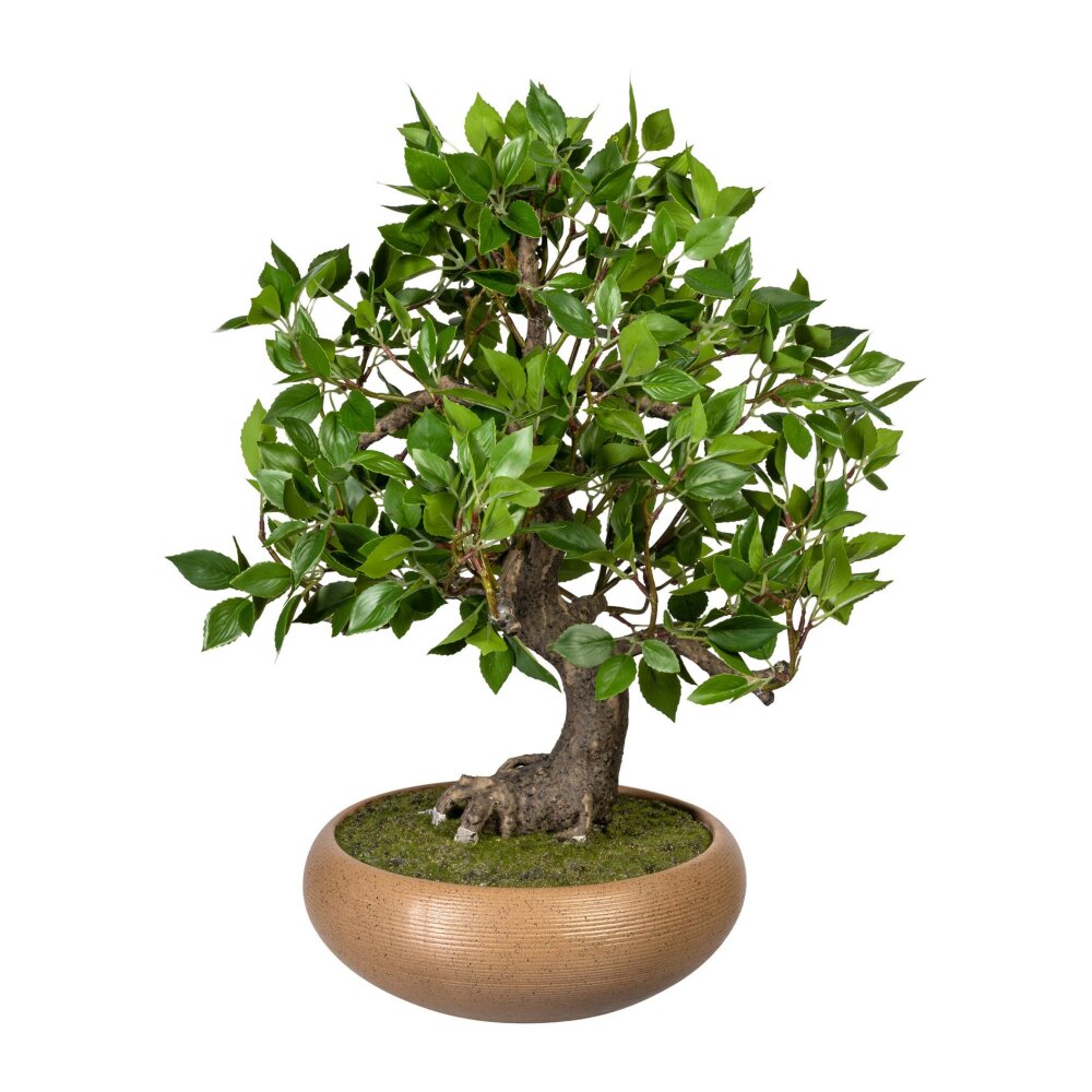 Kunstpflanze Bonsai Ficus grün, 50x40 cm | Wohnfuehlidee