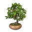 Kunstpflanze Bonsai Ficus, mit Keramik-Schale, Größe 50x40 cm