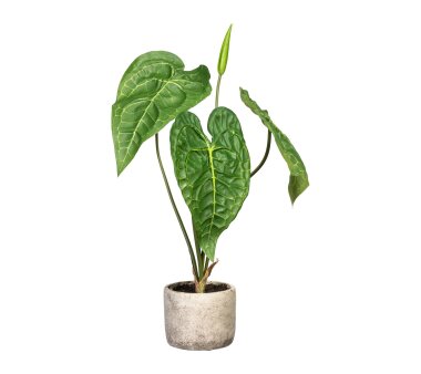 Kunstpflanze Anthurie, Farbe grün, inklusive...