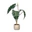 Kunstpflanze Alocasia, Farbe grün, inklusive Zement-Topf,  Höhe ca. 60 cm