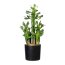 Kunstpflanze Euphorbie grün, im Kunststoff-Topf, Höhe ca. 40 cm