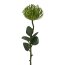 Kunstpflanze Nadelkissenprotea, 2er Set, Farbe grün, Höhe ca. 61 cm