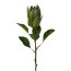 Kunstpflanze Proteazweig, 2er Set, Farbe grün, Höhe ca. 68 cm