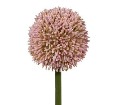 Kunstblume Allium, 3er Set, Farbe rosa, Höhe ca. 64 cm