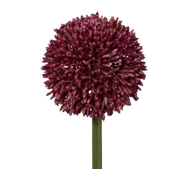 Kunstblume Allium, 3er Set, Farbe erika, Höhe ca. 64 cm