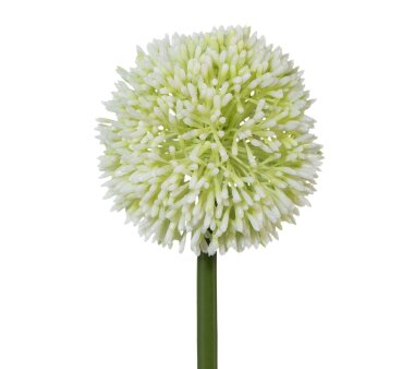 Kunstblume Allium, 3er Set, Farbe weiß, Höhe...