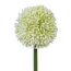 Kunstblume Allium, 3er Set, Farbe weiß, Höhe ca. 64 cm