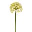 Kunstblume Allium, 6er Set, Farbe creme, Höhe ca. 36 cm