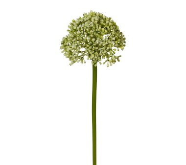 Kunstblume Allium, 6er Set, Farbe grün, Höhe...