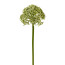 Kunstblume Allium, 6er Set, Farbe grün, Höhe ca. 36 cm