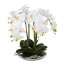 Kunstpflanze Phalenopsis (Orchidee), Farbe weiß, inkl. Keramikschale, Höhe ca. 41 cm