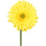 Kunstblume Gerbera, 12er Set, Farbe gelb, Höhe ca. 50 cm