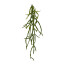 Kunstpflanze Rhipsalisranke, 3er Set, Farbe grün, Höhe ca. 63 cm