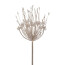 Kunstblume Allium, 2er Set, Farbe champagner, Höhe ca. 82 cm