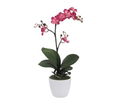 Kunstpflanze Phalaenopsis Cassandra, Farbe cerise, inkl....