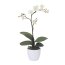 Kunstpflanze Phalaenopsis Cassandra, Farbe creme, inkl. Keramiktopf, Höhe ca. 55 cm