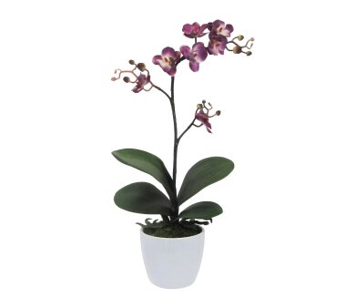 Kunstpflanze Phalaenopsis Cassandra, Farbe lila, inkl....