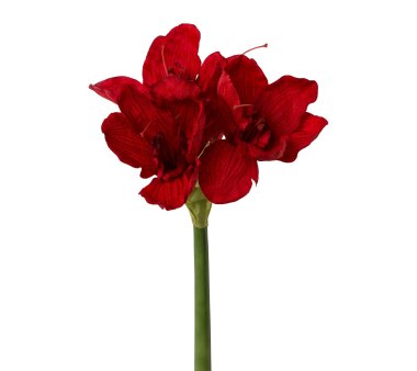 Amaryllis, kaufen Set, 2er Kunstblume Rot