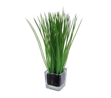 Kunstpflanze Gras, 4er Set, Farbe grün, inkl. Glas,...