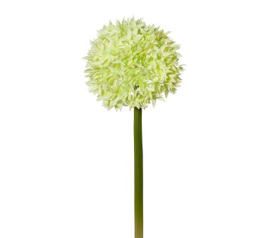 Kunstblume Allium, 2er Set, Farbe grün, Höhe...