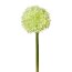Kunstblume Allium, 2er Set, Farbe grün, Höhe ca. 65 cm