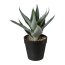 Kunstpflanze Aloe, 2er Set, Farbe grün, inkl. Topf, Höhe ca. 20 cm