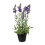 Kunstpflanze Lavendel, 3er Set, Farbe flieder, inkl. Topf, Höhe ca. 30 cm