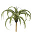 Kunstpflanze Tillandsie, 2er Set, Farbe grün, 30x26 cm