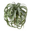 Kunstpflanze Tillandsie, Farbe grün, 40x50 cm
