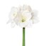 Kunstblume Amaryllis, 2er Set, Farbe weiß, Höhe ca. 56 cm
